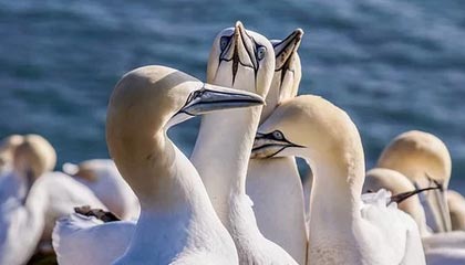 DERACE(达锐斯)防爆型氨水在线浓度分析仪